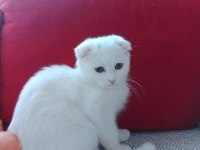 Scottish fold erkek kedimiz