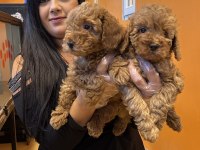 Sağlık Ve Irk Garantili Toy Poodle Yavrularım