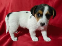 Jack russell dişi yavrular