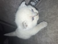 Eklem ağrısız Scottish fold Yavrular