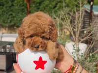 Eğitilebilir Toy Poodle Yavruları ile Evinize Neşe Katın