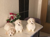 Şirin maltese yavrularım sahiplerini arıyor