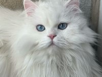 Beyaz British Longhair Pamuk