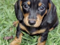 A kalite dachshund yavrular