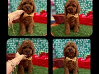 Toy poodle yavrular