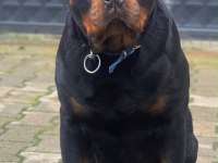 Anne baba şecereli rottweiler yavrular