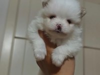 Original Pomeranianlar