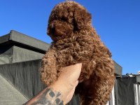 DİŞİ RED BRAWN TOY POODLE YAVRU