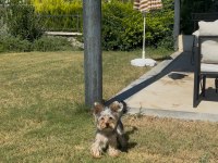 Saf terrier köpeğimiz