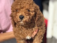 Mini Boy Toy Poodle Kızımız