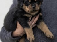 Rottweiler Köpeğimiz İçin Ulaşın