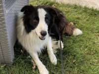 Orjinal Border Collie Yavrular