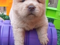 MÜKEMMEL KREM VE SİYAH CHOW CHOW YAVRULAR