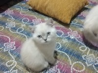 British Shorthair Bluepoint Miniklerimiz Ailelerini Bekliyor
