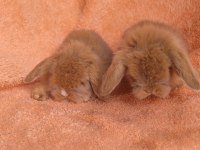 Hollanda teddy lop tavşanı
