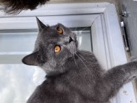 1 yaş kısır british shorthair