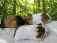 Amerikan guinea pig bebekler