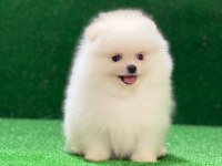 Üst Düzey Pomeranian Boo