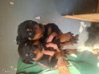 Mükemmel kalitede rottweiler bebeklerimiz için acele edin
