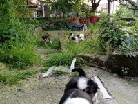 Jack Russell kopeklerim