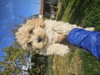 O numara maltipoo yavrularımız