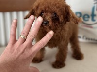 700 gr 4 aylık kore micro tea cup poodle