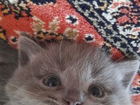 British shorthair gri yavru kedimiz