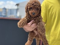 Ankaranın en güzel kore toy poodle yavruları