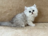 CHİNCHİLLA GÜZELLİKLER PODYUMDA