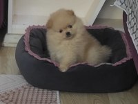 Pomeranian boo a kalite