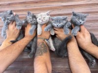 Irk Garantili British Shorthair Yavruları