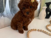 Toy Poodle Yavrular Ruhsatlı Köpek Çiftliğinden