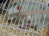 Dumbo Rat Husky ve Karamel Bebekler ACİL