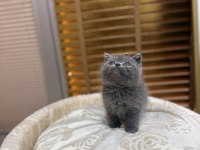 Britsh shorthair kedisi