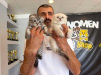 YENİ SCOTTISH FOLD YAVRULAR BRITISH YAVRULAR ANKARA