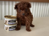 Petmode köpek çiftliğinden tea cup poodle