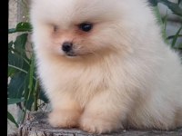 Kaliteli pomeranian yavrular