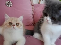 Özel bakımlı kediler böylesi hiç bir yerde yok