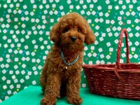 Orjinal toy poodle çocuklar