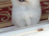50 günlük erkek pomeranian boo