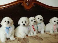 Maltese Terrier Adrese Teslim, Kapıda Ödeme Yapabilirsiniz