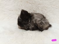 Guinea Pig Bebekler