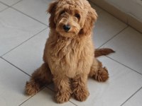 Dişi toy poodle