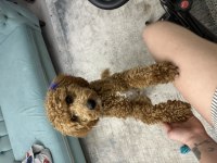 ÇİFTLEŞTİRME İLANI POODLE