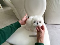 Korea Maltese