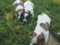 Show Kalite Fırlama Jack Russell Terrier Yavruları