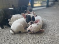 Şecereli french bulldog yavruları