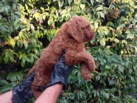 IRK VE SAĞLIK GARANTİLİ RED BROWN POODLE BEBEKLERİMİZ
