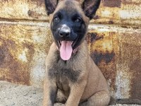 Safkan Malinois