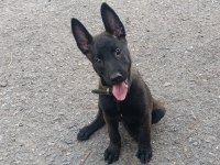 A kalite sağlam kan hattı malinois